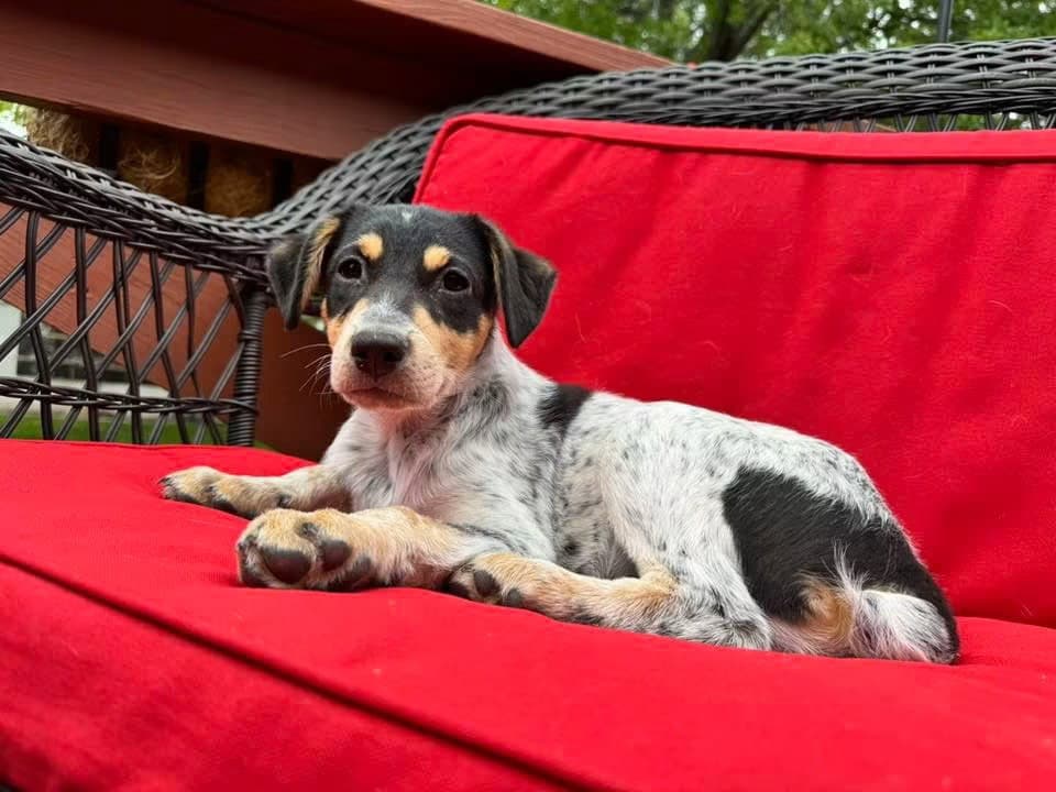 Chim Chim - Cattle Dog