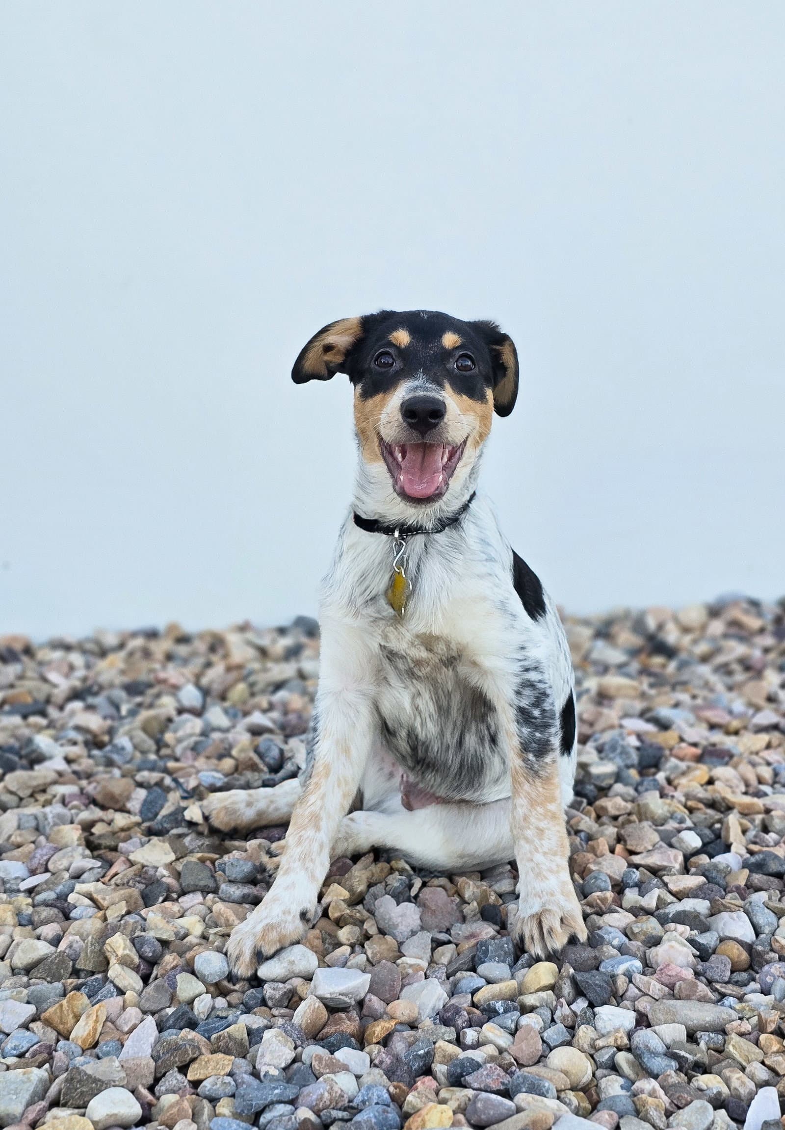 Chim Chim - Cattle Dog