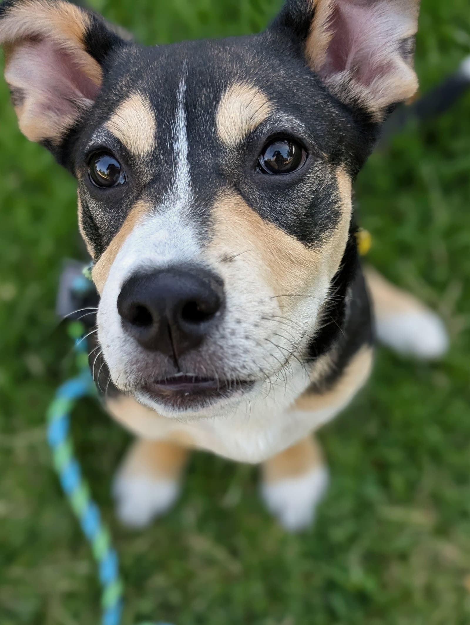 Ciabatta - Pit Bull Terrier