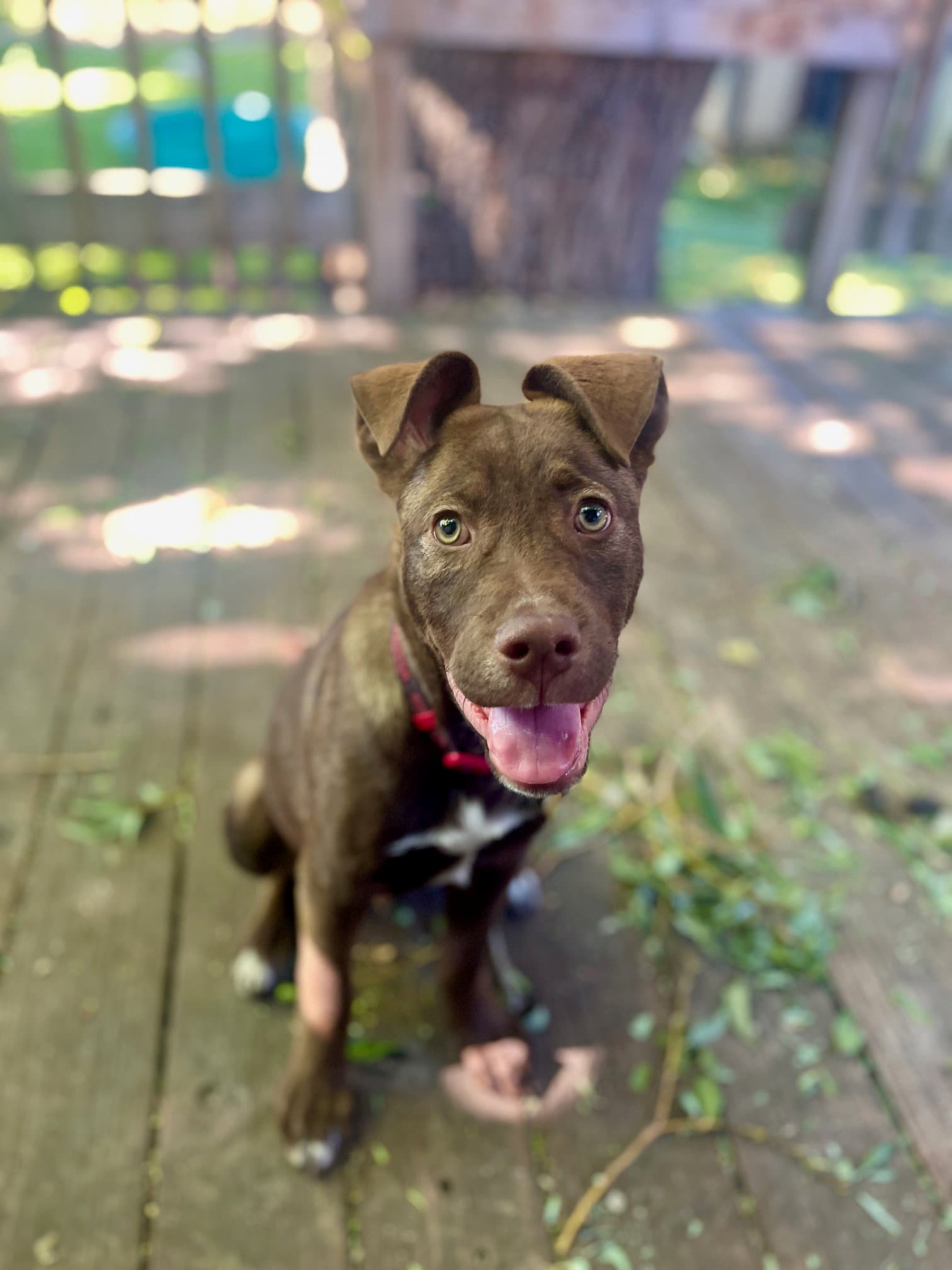 Lenox - Pit Bull Terrier
