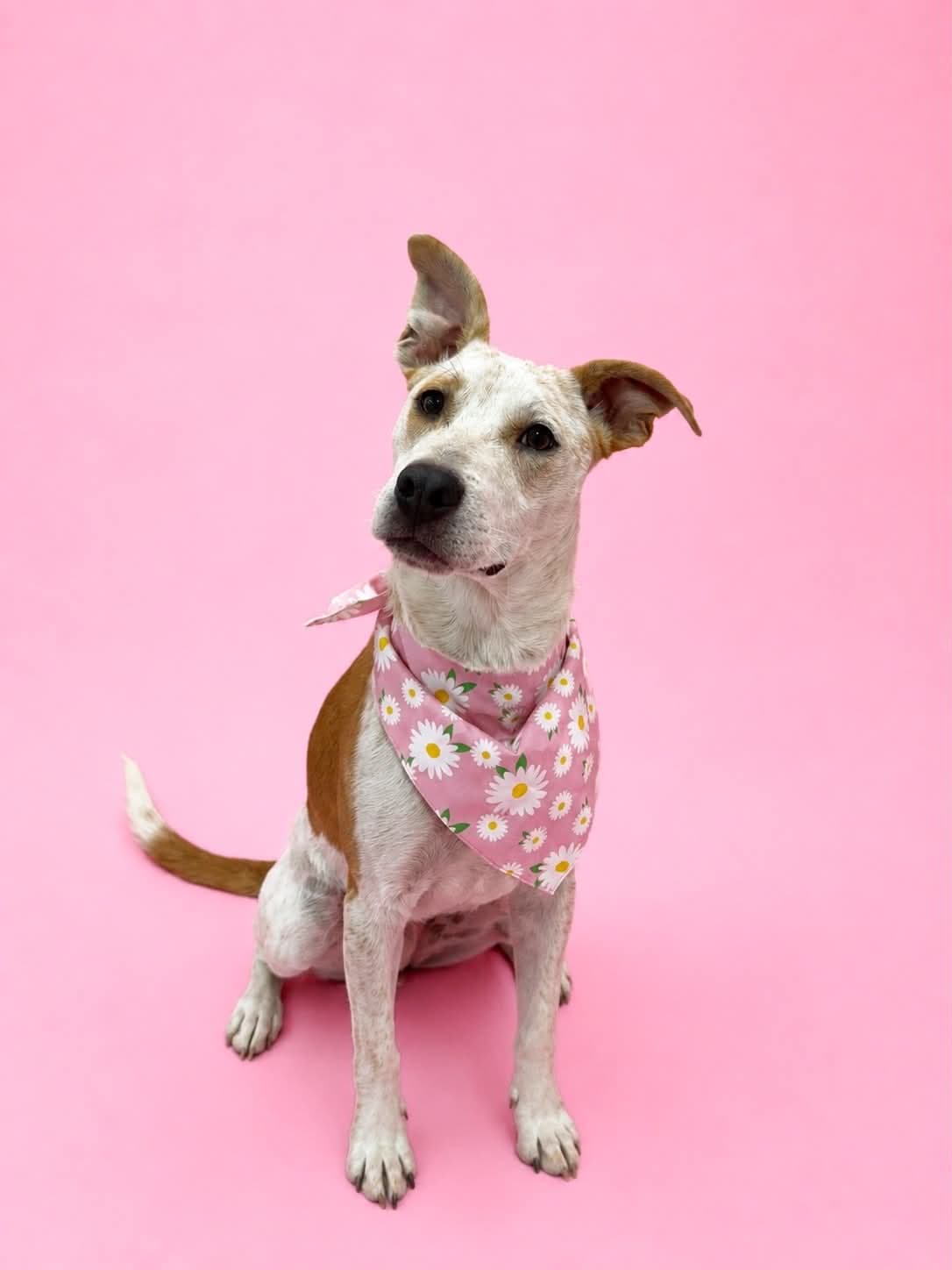 Paityn - Cattle Dog