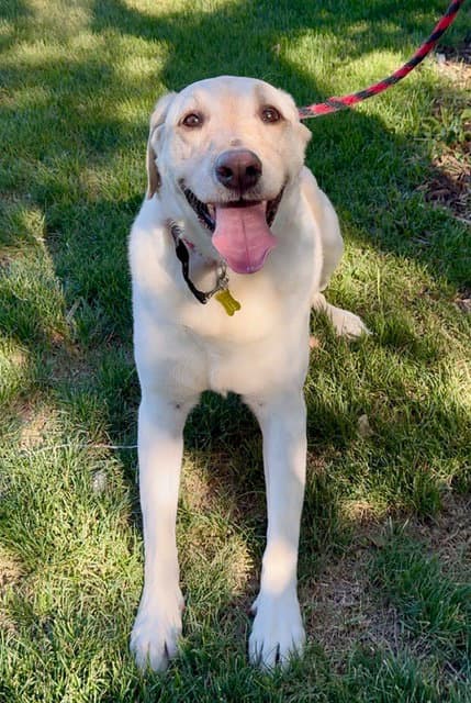 Happy Hank - Labrador Retriever