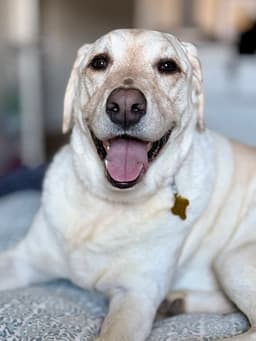 Happy Hank image 4