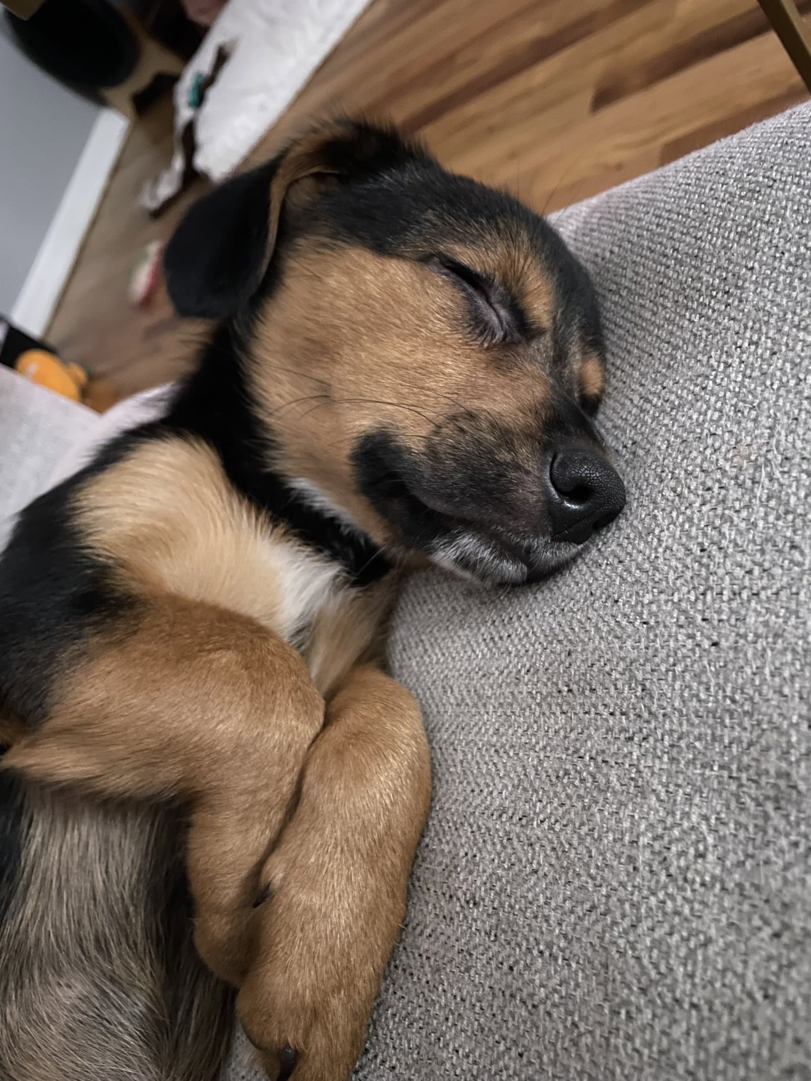 Miss Coco - Shepherd