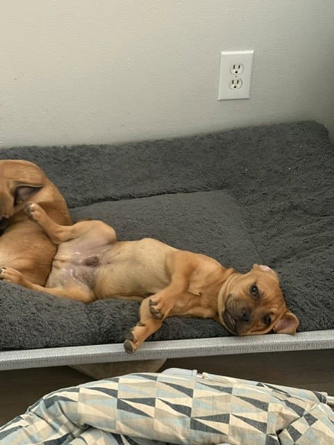 Teenee - Pit Bull Terrier