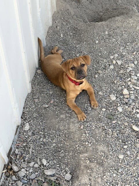 Teenee - Pit Bull Terrier