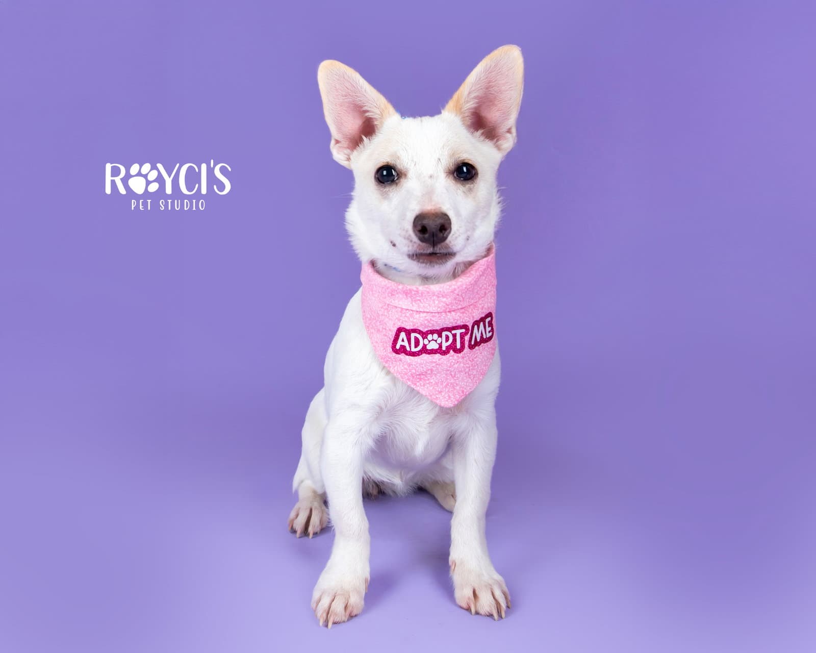 Angelina Ballerina - Chihuahua
