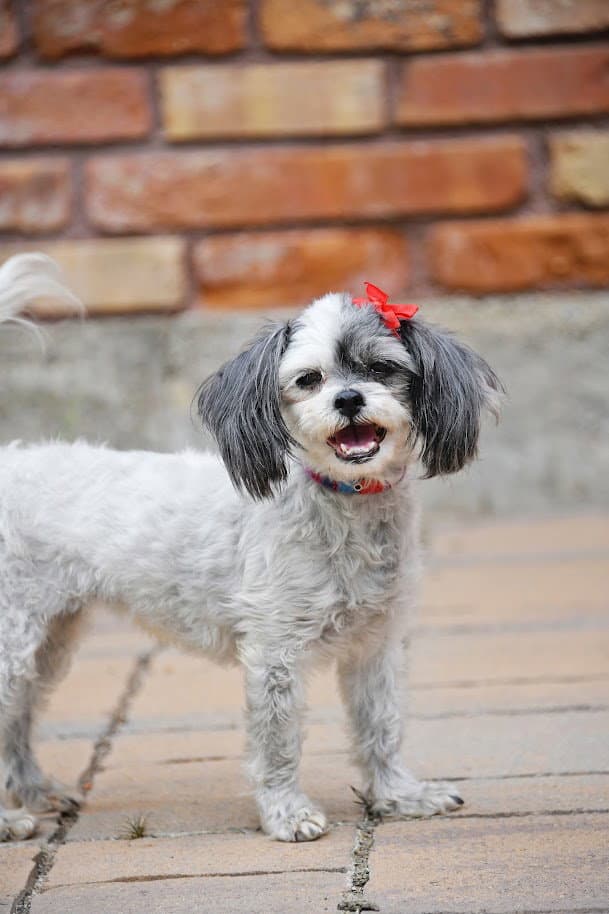 Sia - Shih Tzu