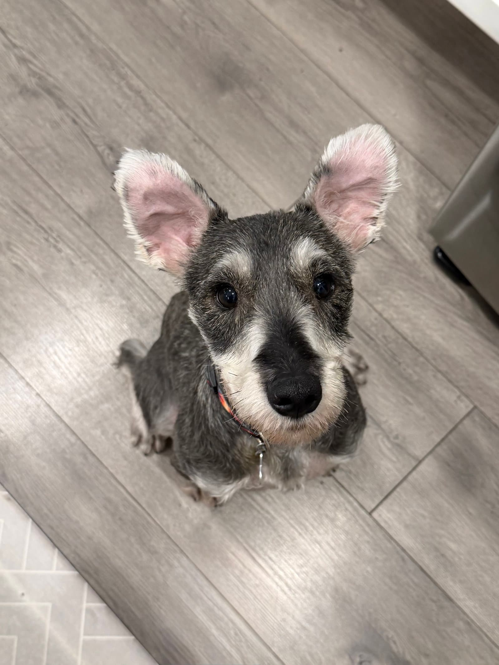 Winston Henry - Schnauzer