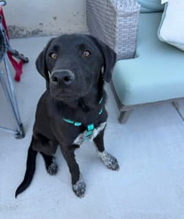 Chet Ripley - Labrador Retriever
