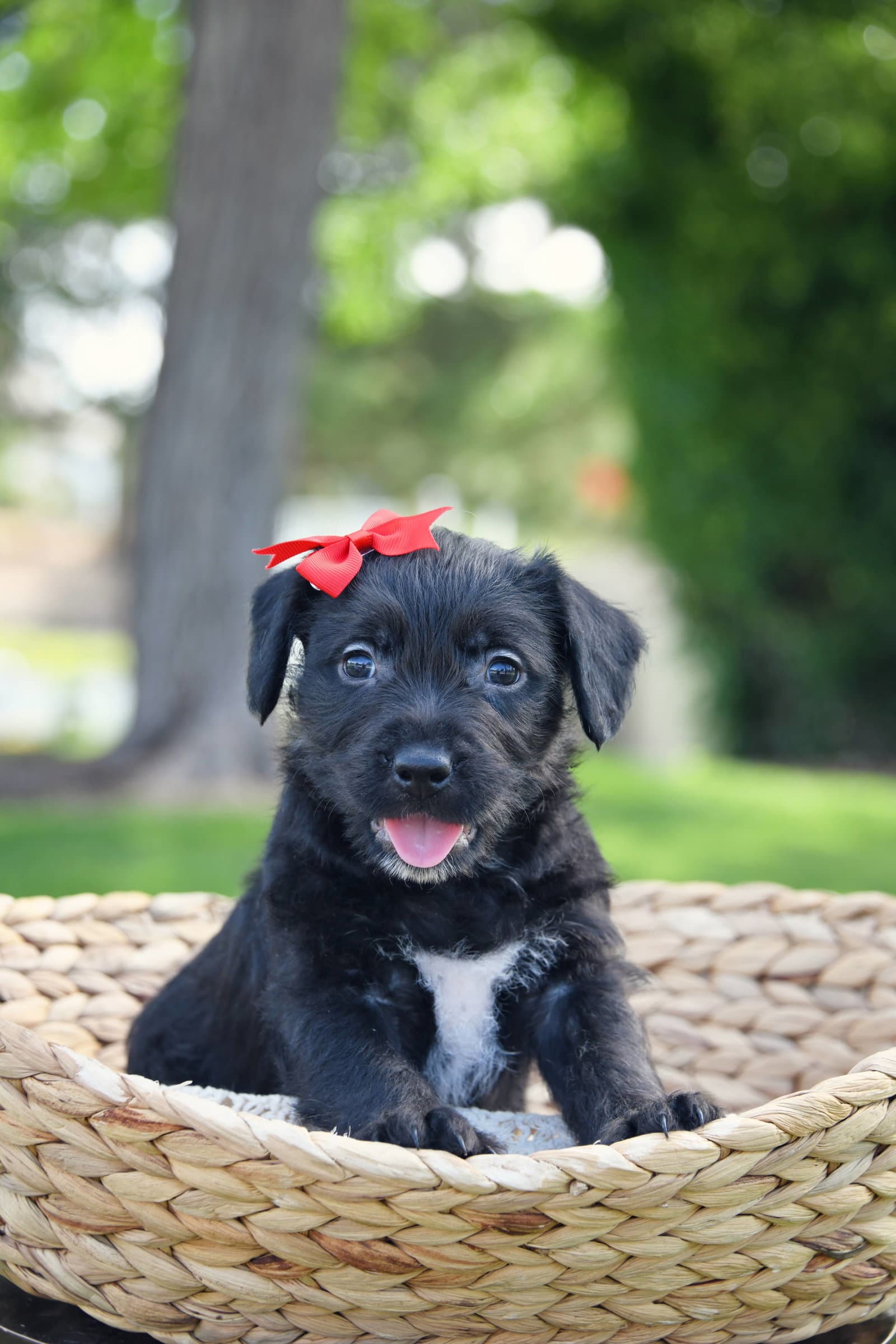 Gri - Terrier