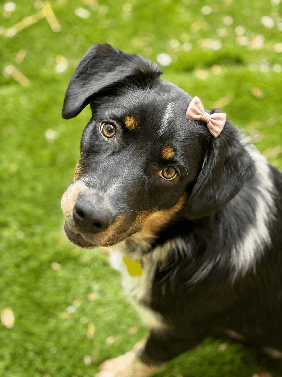 Harlow - Australian Shepherd