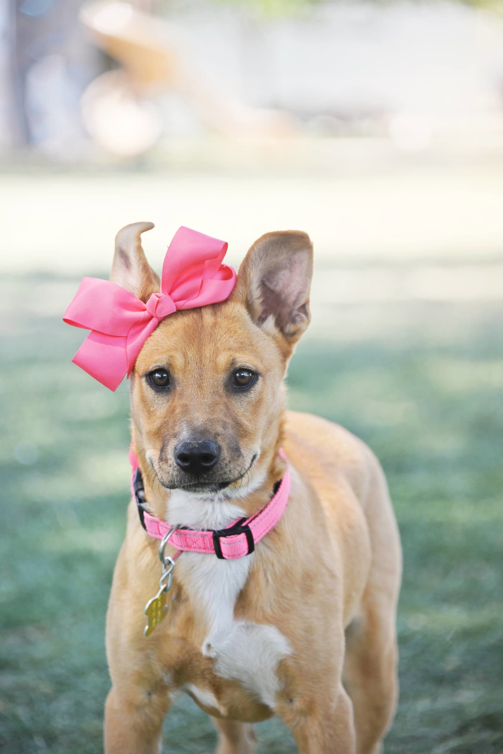 Alice Claire - Cattle Dog