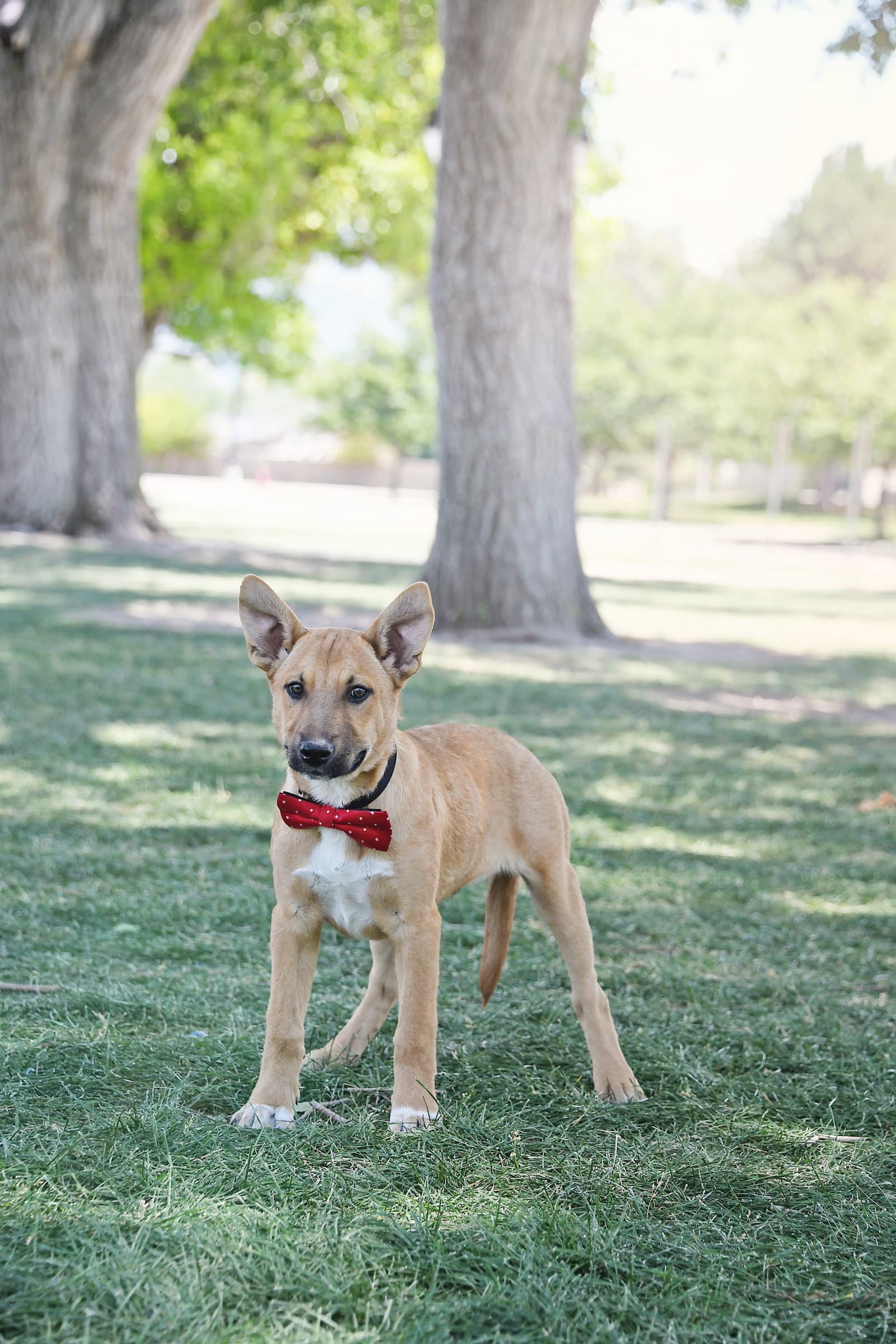 Asher Cole - Cattle Dog