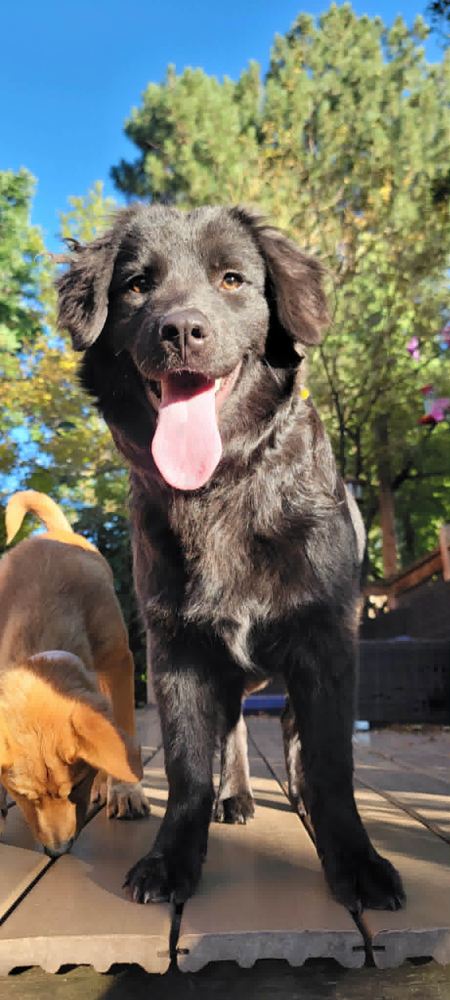 Basill - Australian Shepherd