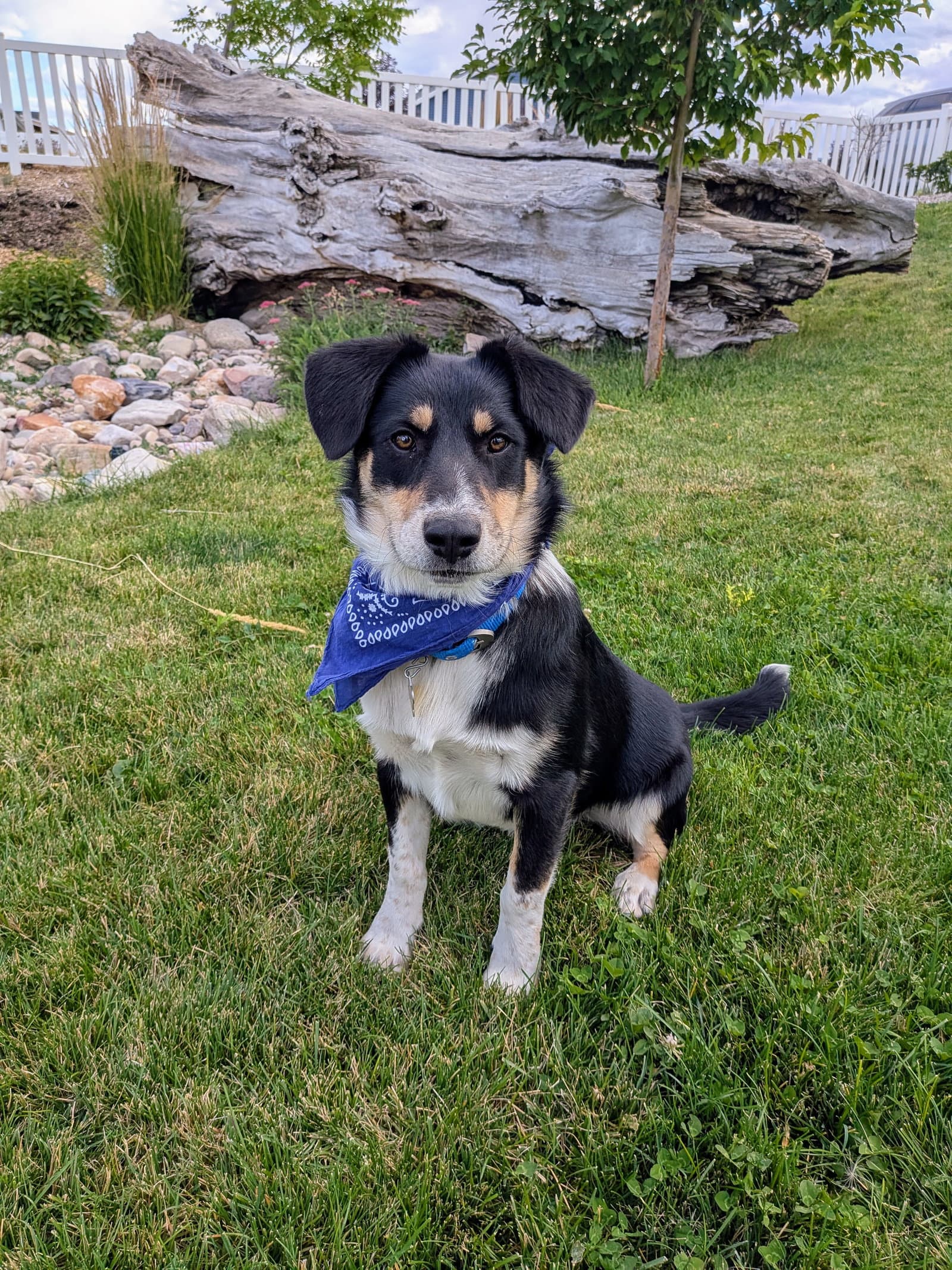 Dougy - Australian Cattle Dog/Blue Heeler