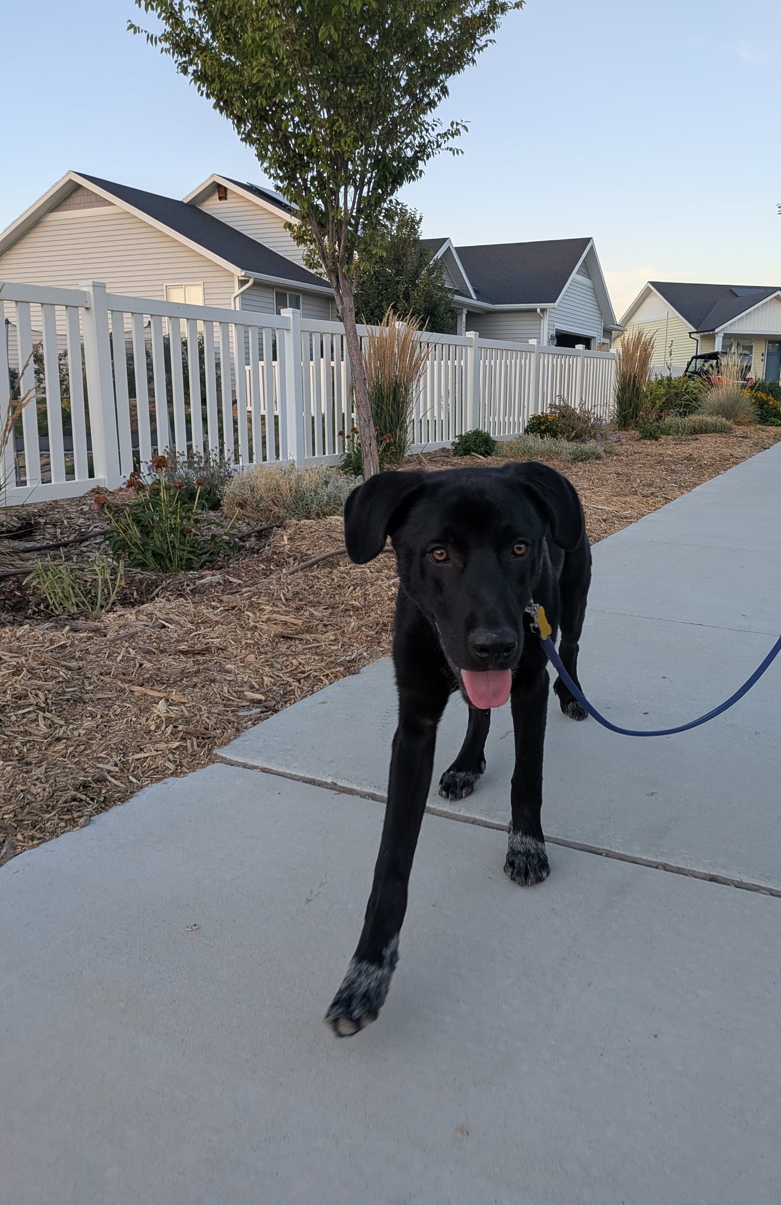 All American Kai - Labrador Retriever