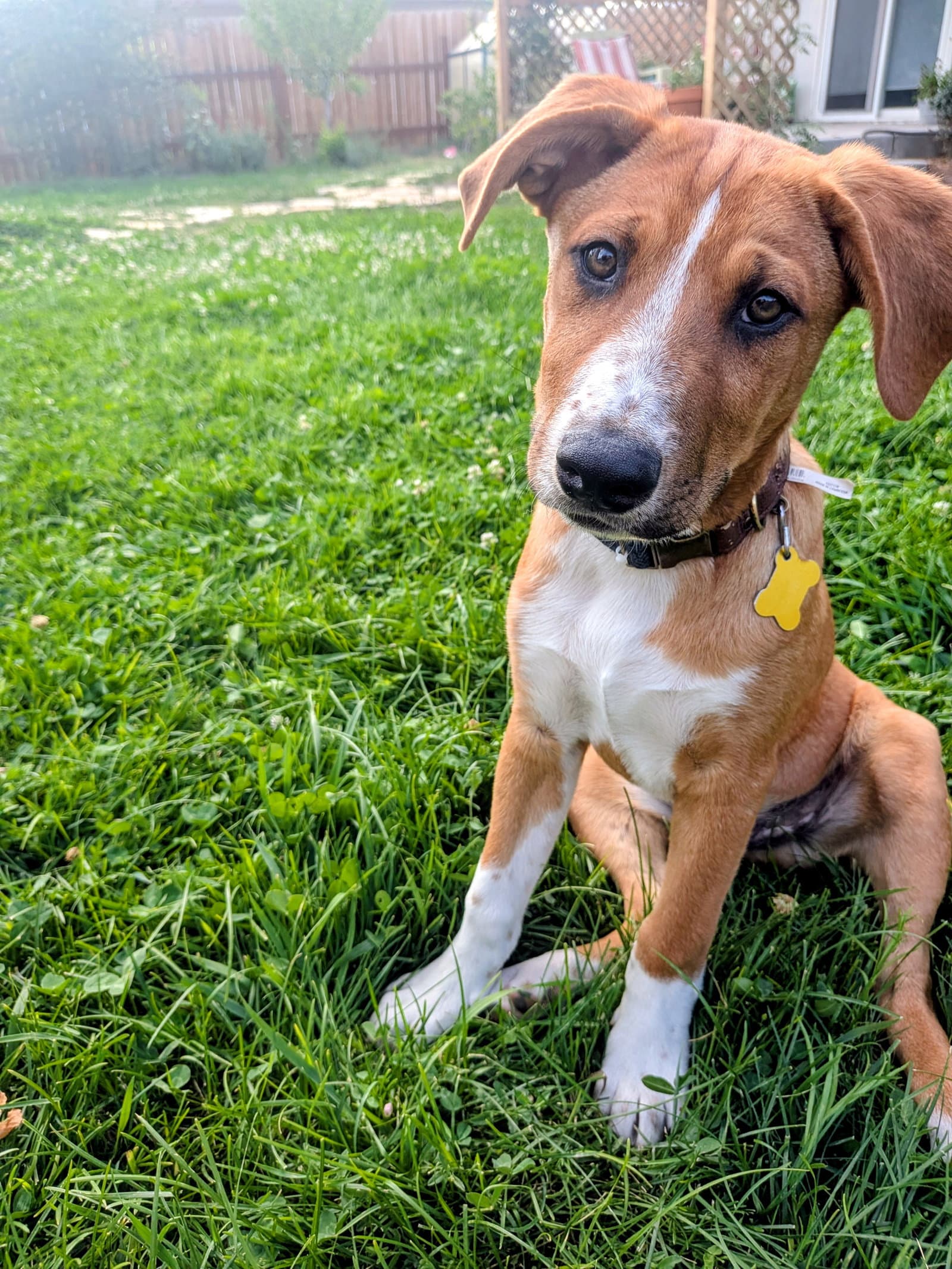 Brodiaea - Australian Cattle Dog/Blue Heeler