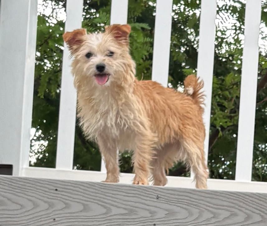 Livvey - Terrier
