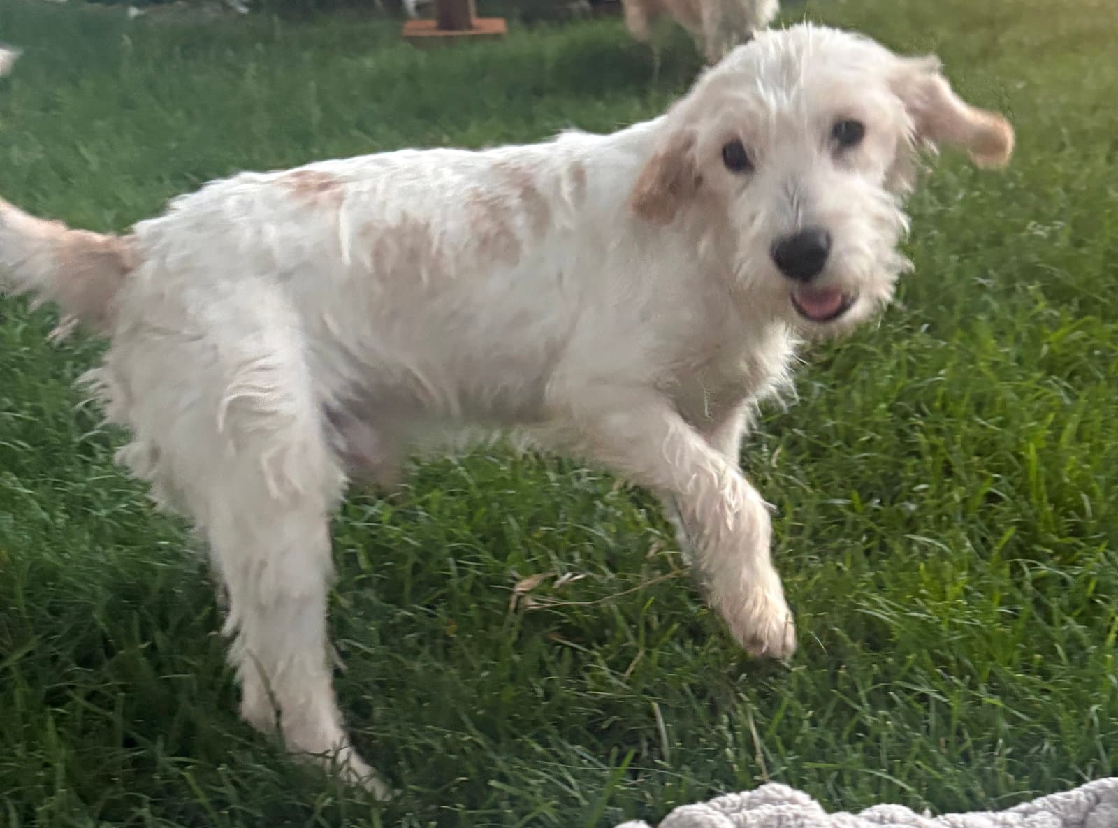 Taeg - Terrier