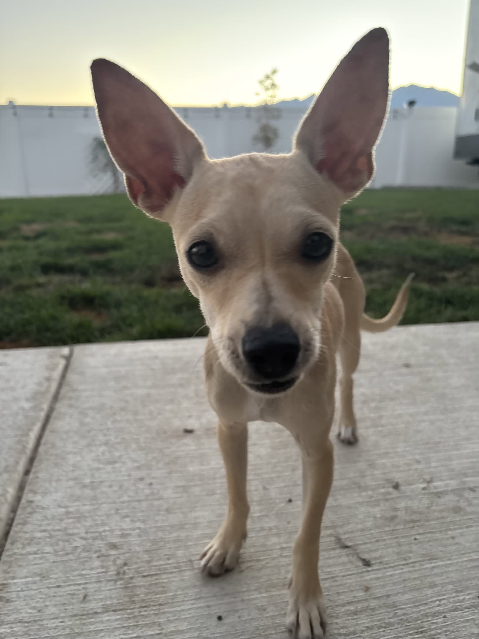 Macho - Chihuahua