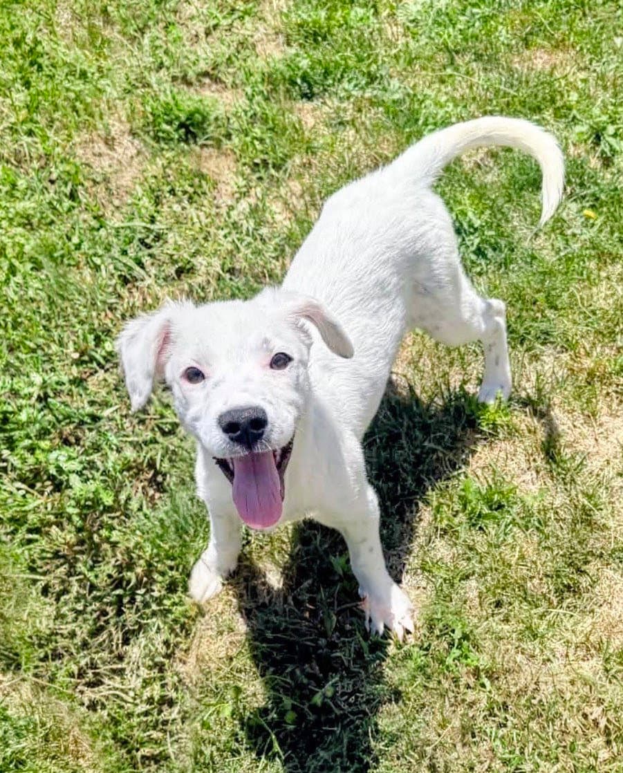 Aspen Wren - Cattle Dog