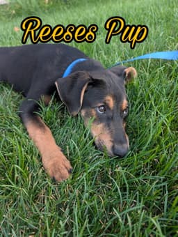 Reeses Pup image 1