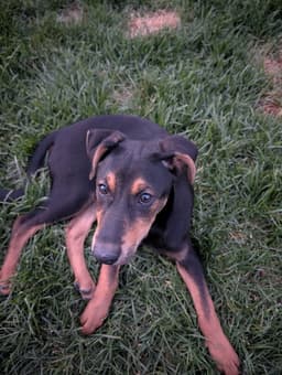 Reeses Pup image 2