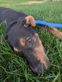 Reeses Pup image 3