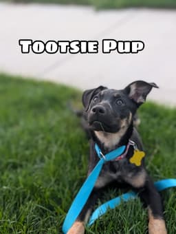 Tootsie Pup image 1