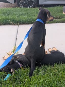 Tootsie Pup image 3