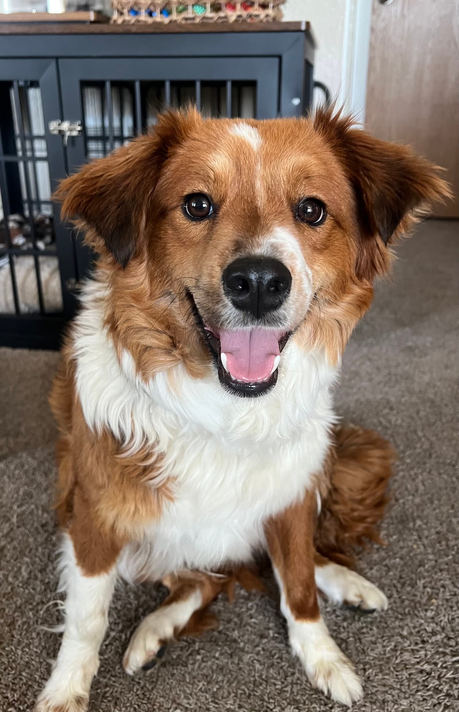 Maple Cinnamon - Border Collie