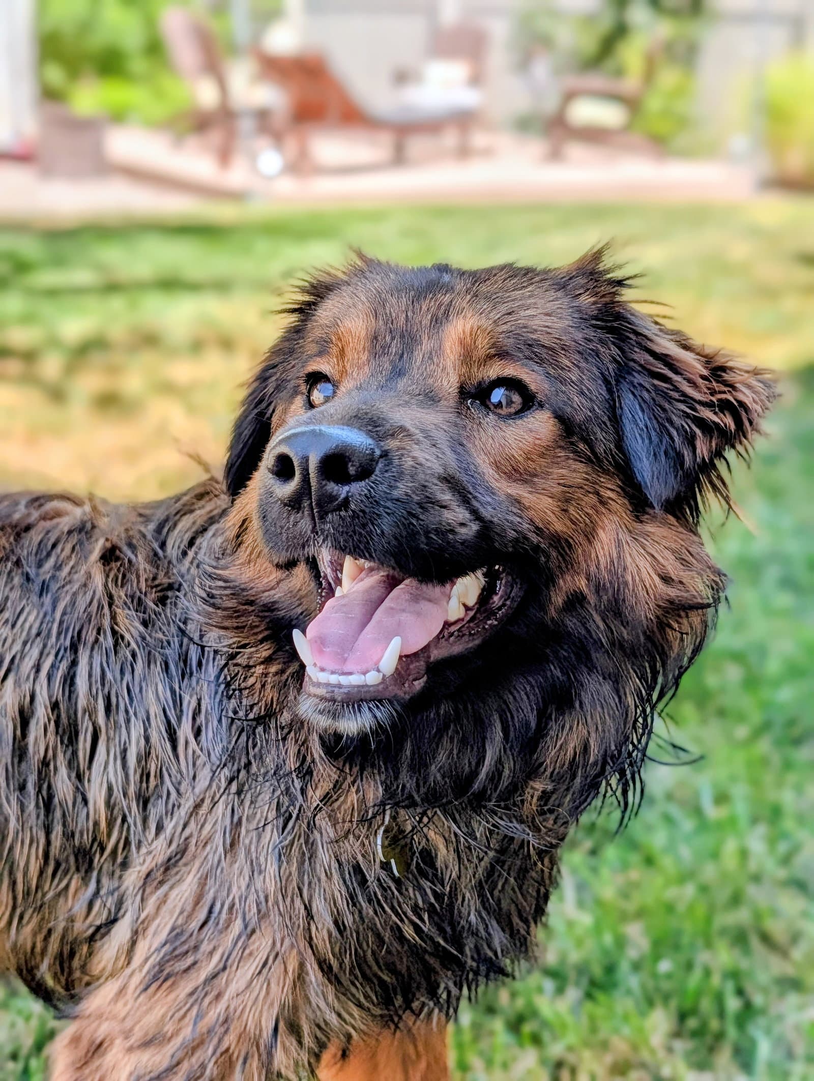 Pippen - Border Collie