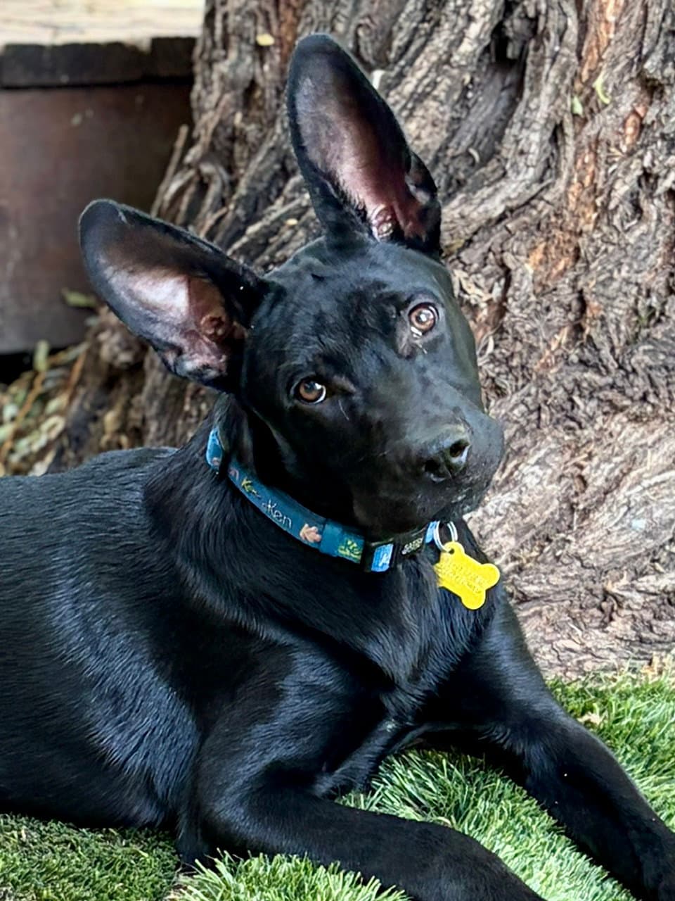 Cobi - Australian Cattle Dog/Blue Heeler
