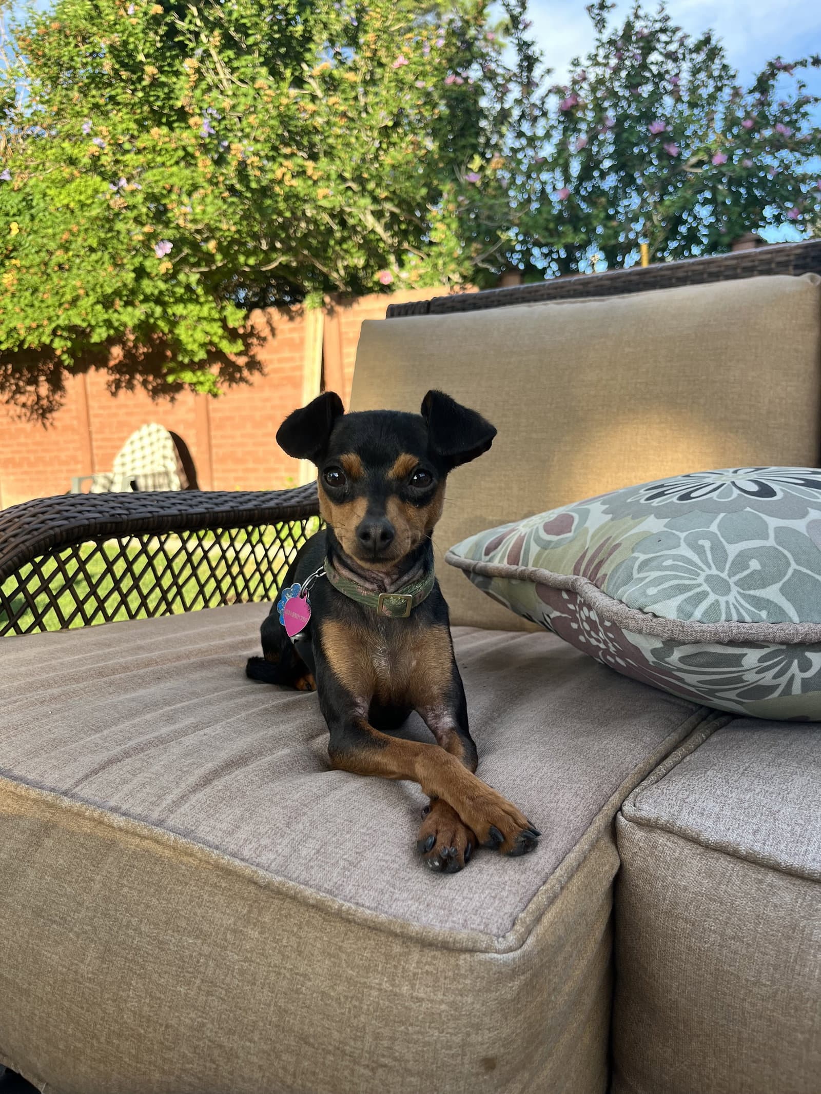 Vanellope - Miniature Pinscher