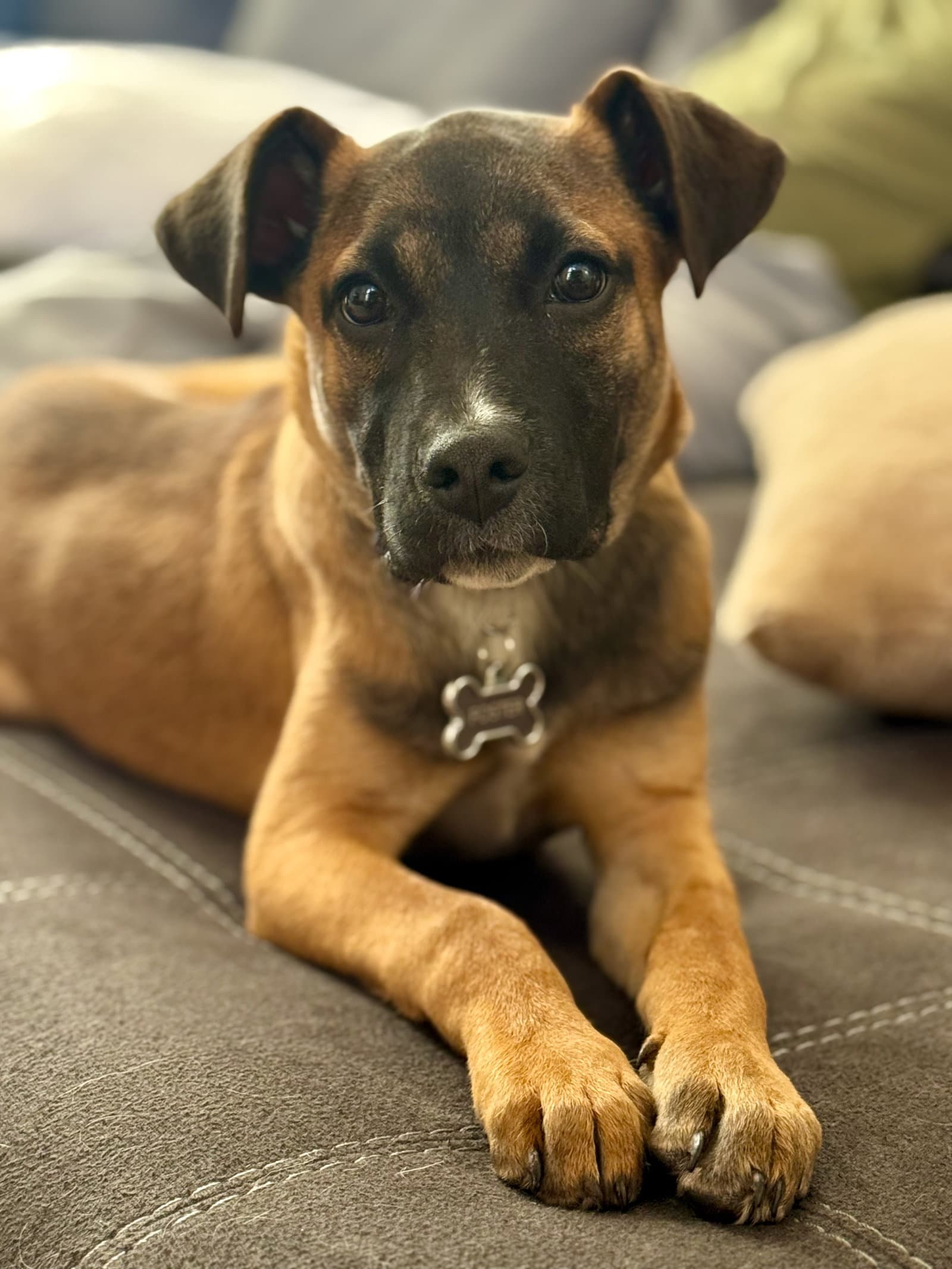 River Roo - Boxer