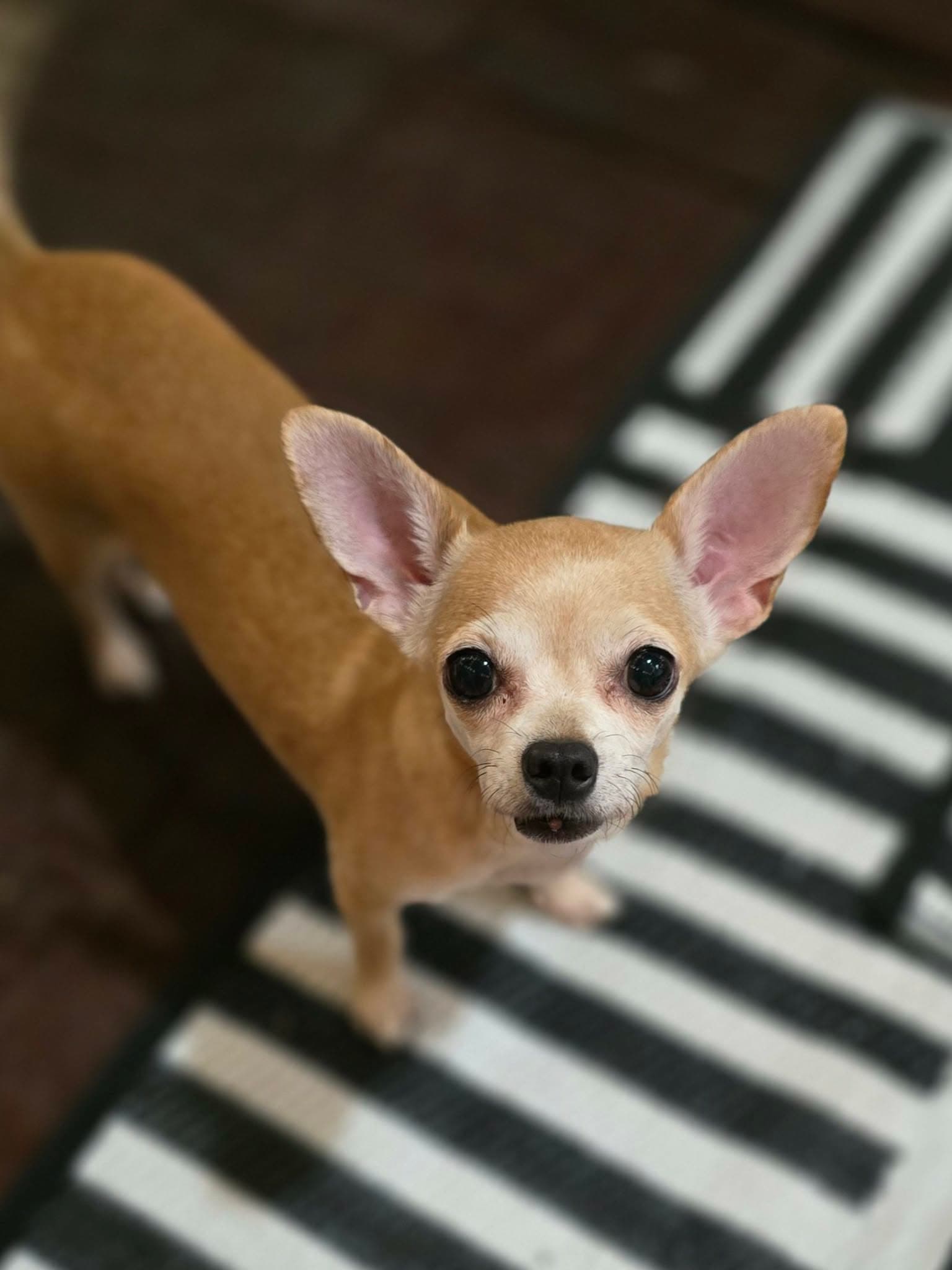 Maura Raine - Chihuahua