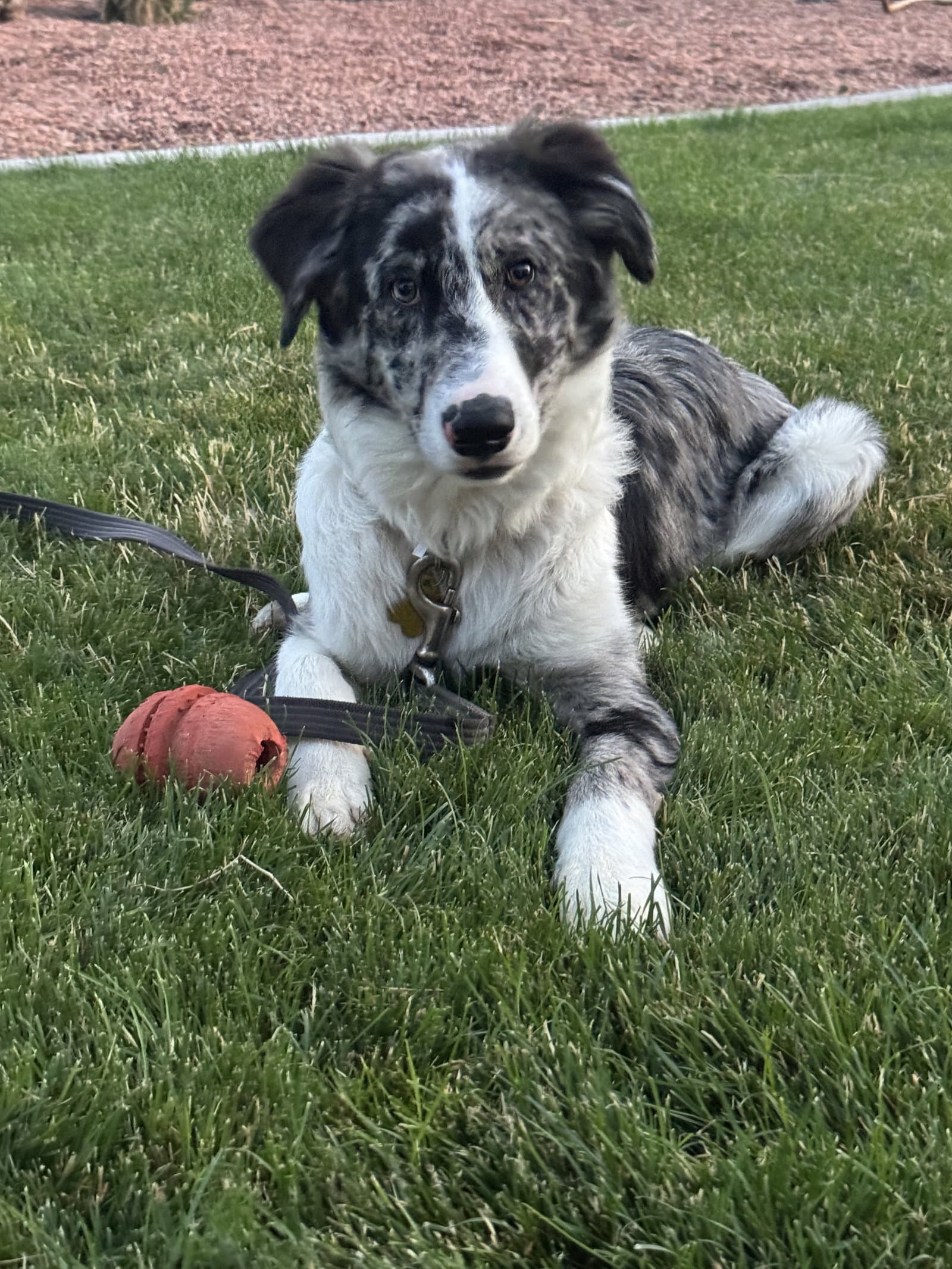 Ashville Ash - Australian Shepherd