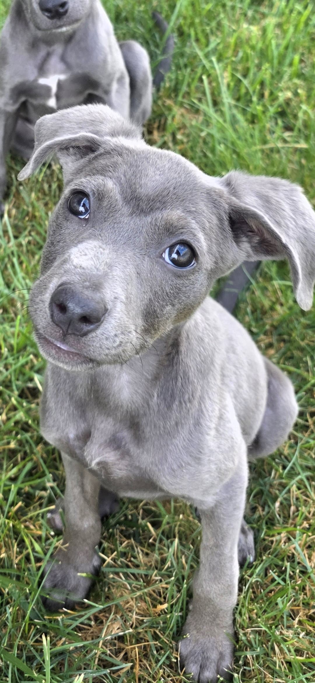 Cinnabon - American Pit Bull Terrier