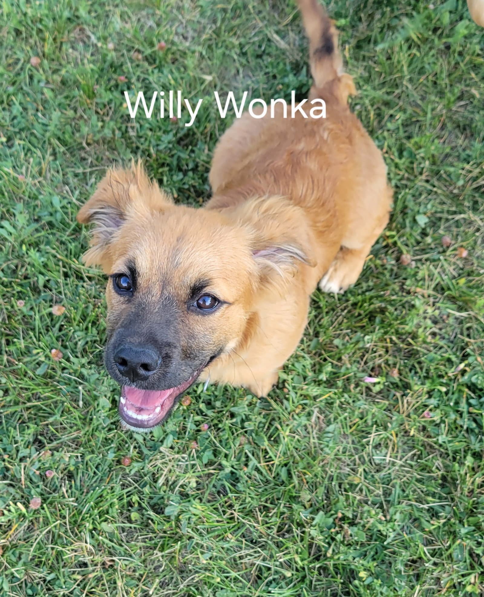 Willy Wonka - Basset Hound