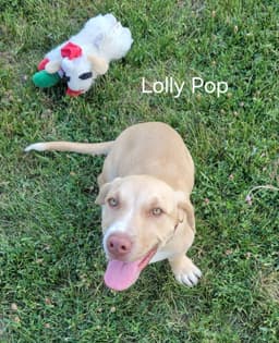 Lolly Pop image 2
