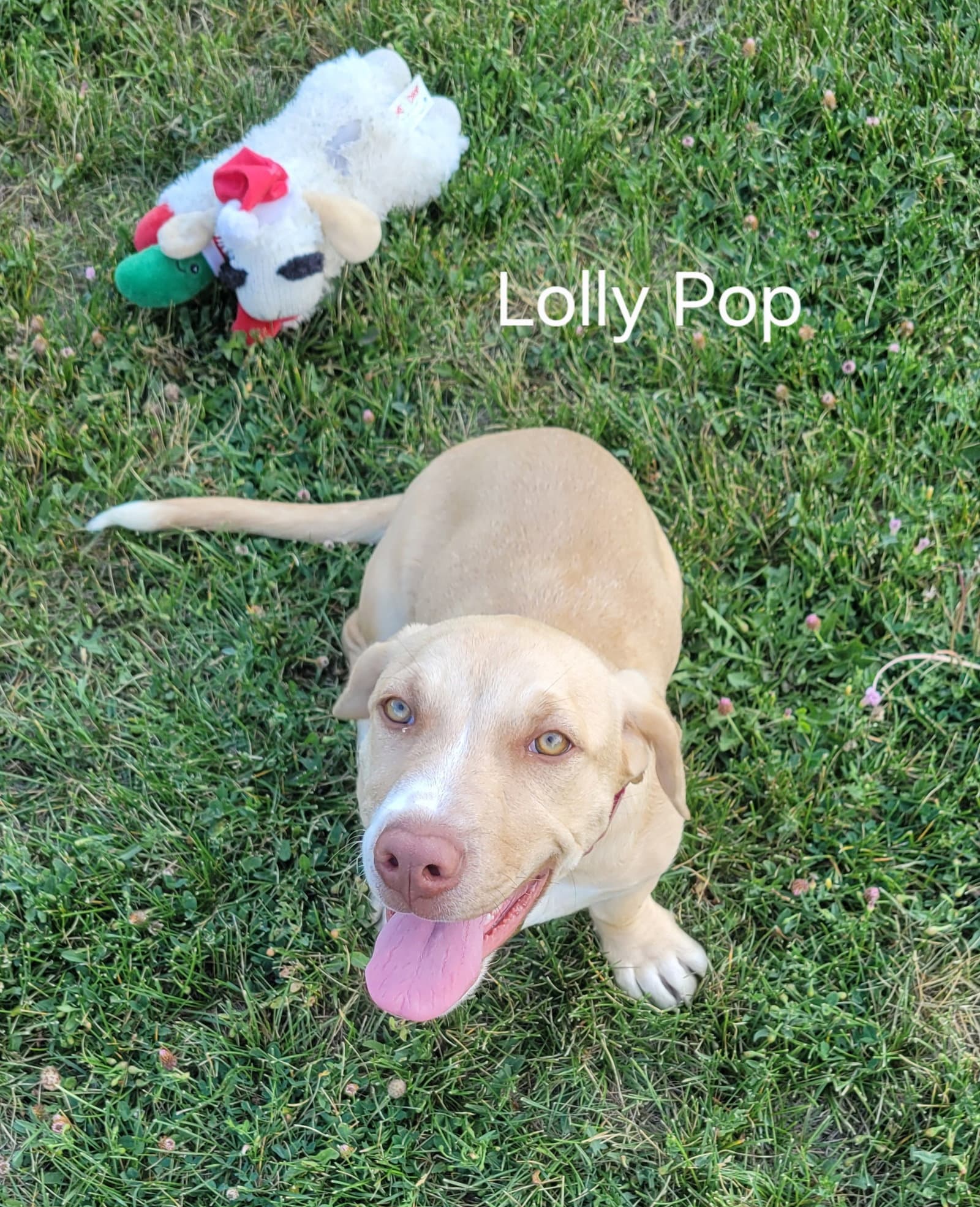 Lolly Pop - Basset Hound