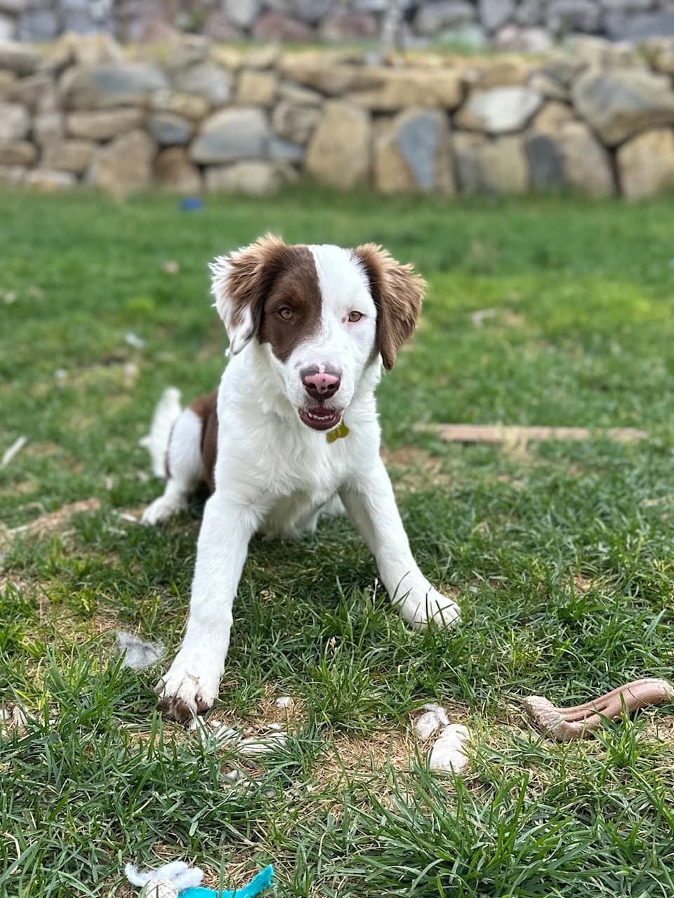 Bakin - Border Collie