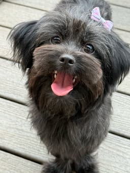 Baby Bagheera image 1