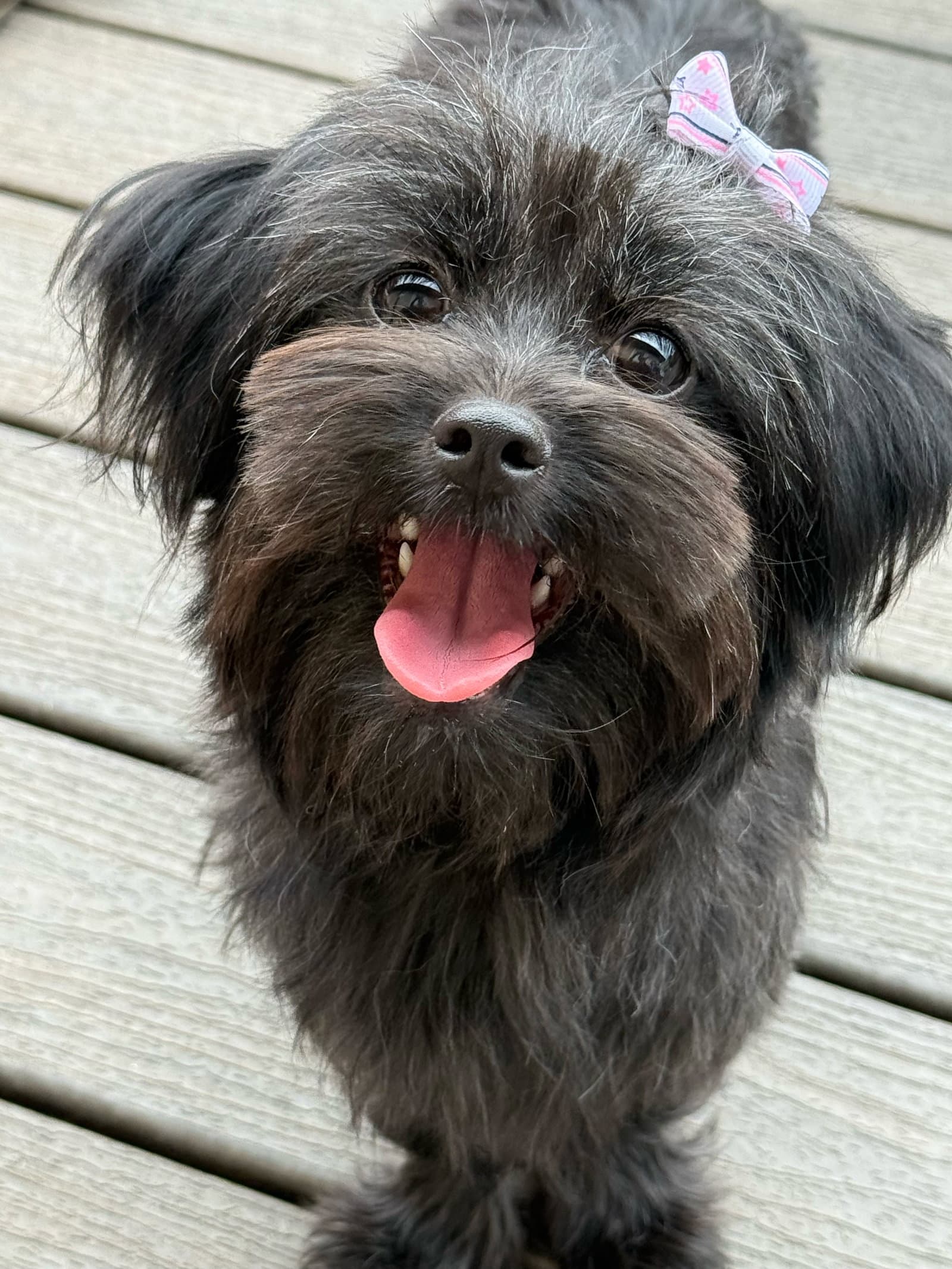 Baby Bagheera - Shih Tzu
