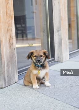 Modi image 1