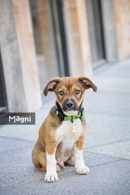 Magni image 3