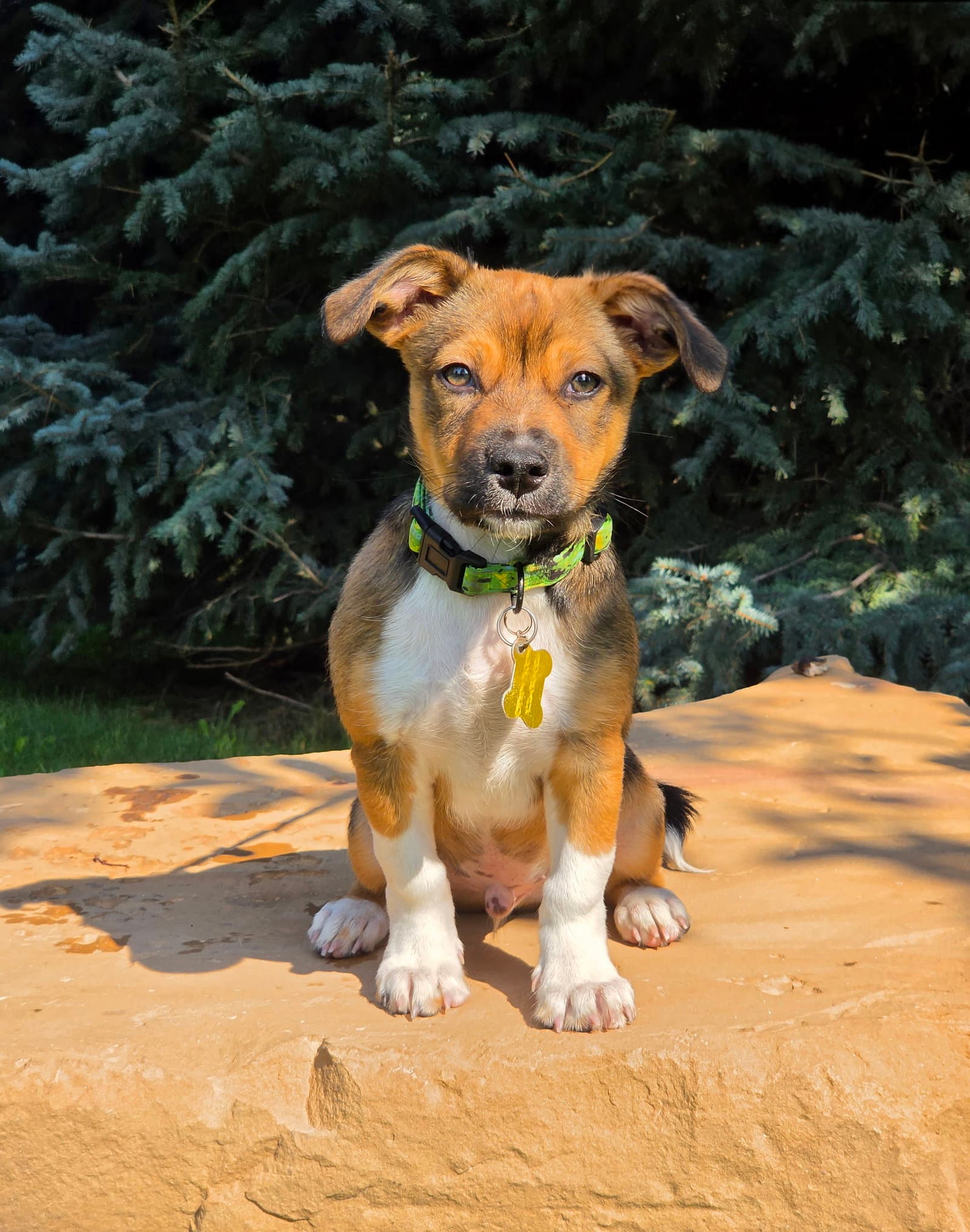 Magni - Australian Shepherd