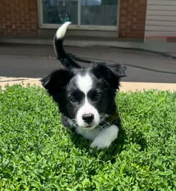 Arf- D image 1