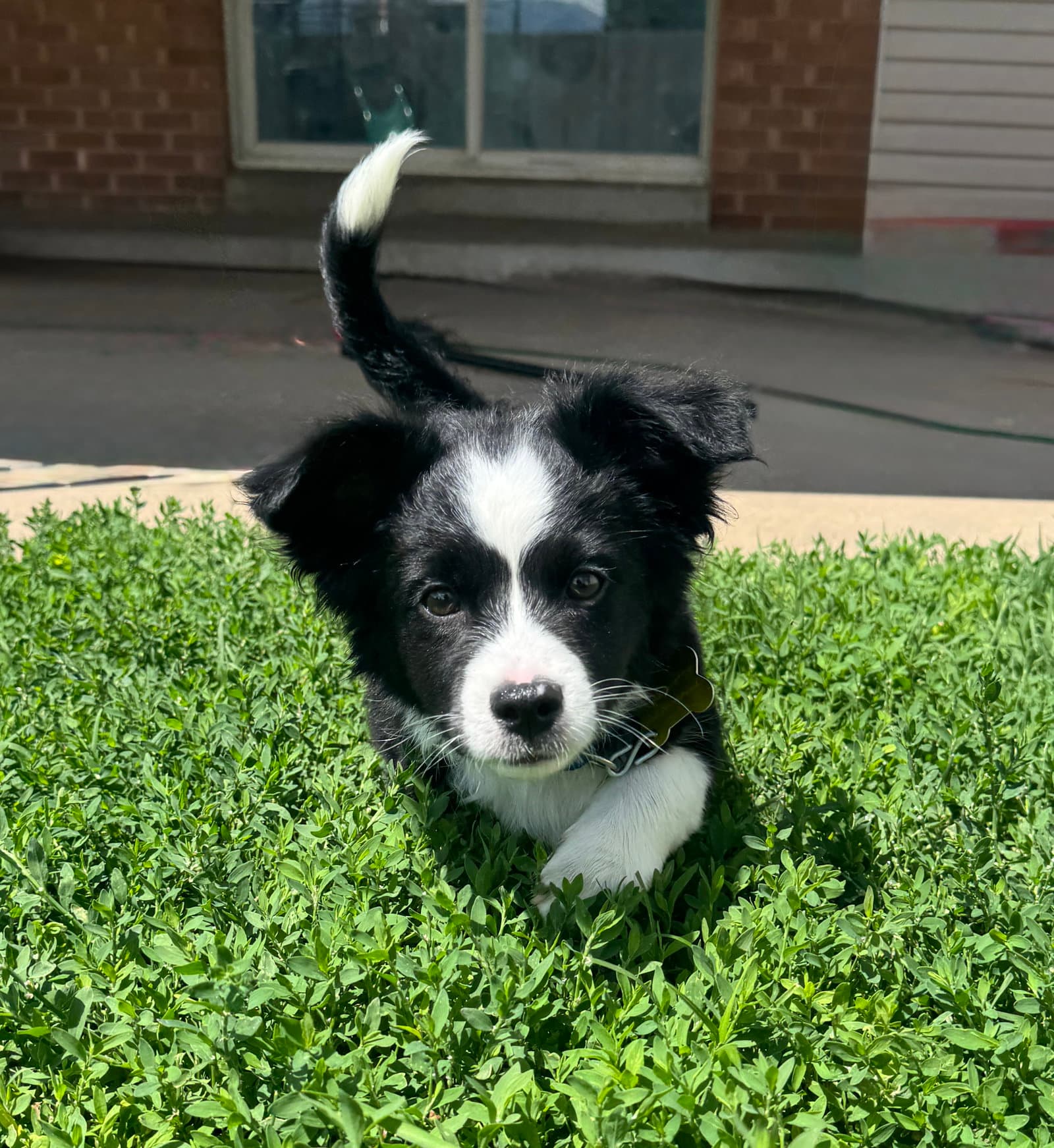 Arf- D - Australian Shepherd